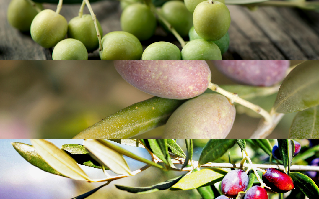 Aceite de oliva virgen extra movarietal, para elegir entre picual, arbequina o koroneiki