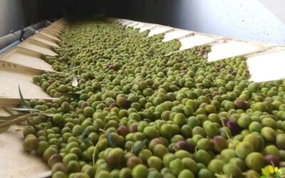 Óleo Jarico sigue creciendo y abre un nuevo punto de recogida de oliva en Guadix