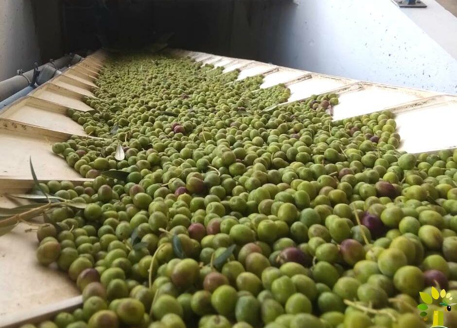 Óleo Jarico sigue creciendo y abre un nuevo punto de recogida de oliva en Guadix