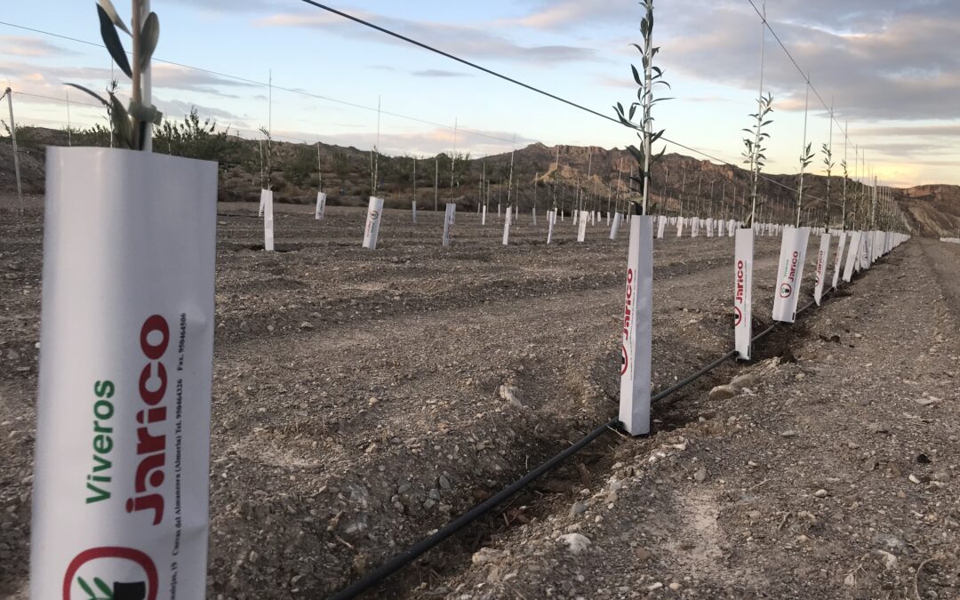 Nueva plantación de olivos de arbequina en Almazara Óleo Jarico