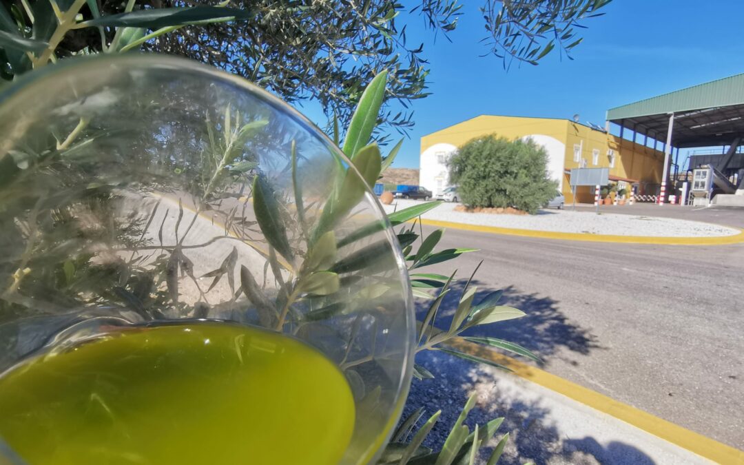 Óleo Jarico inicia su campaña de aceite de oliva virgen extra