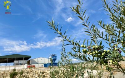 Óleo Jarico comienza una nueva temporada del aceite de oliva con instalaciones renovadas