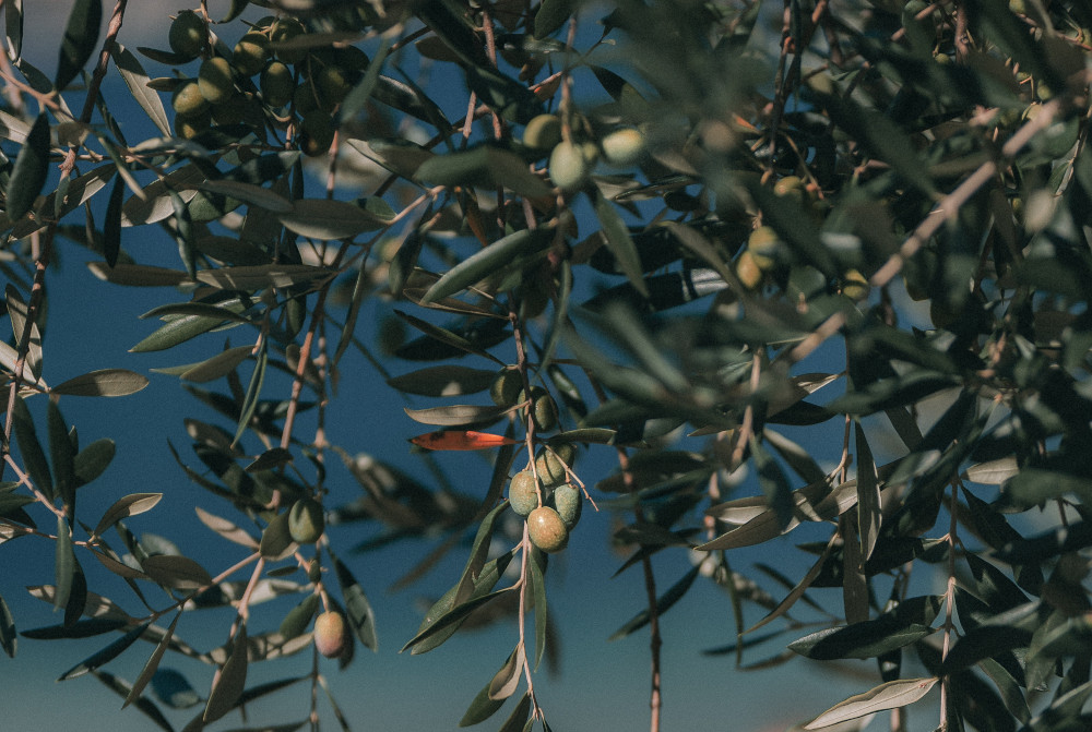 Aprobada la extensión de norma del aceite de oliva: ¿qué supone para el consumidor?