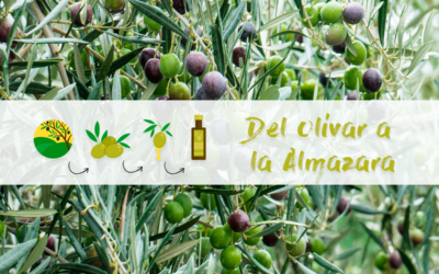 Del olivar a la Almazara ¡Comenzamos con la recolección del mejor AOVE!