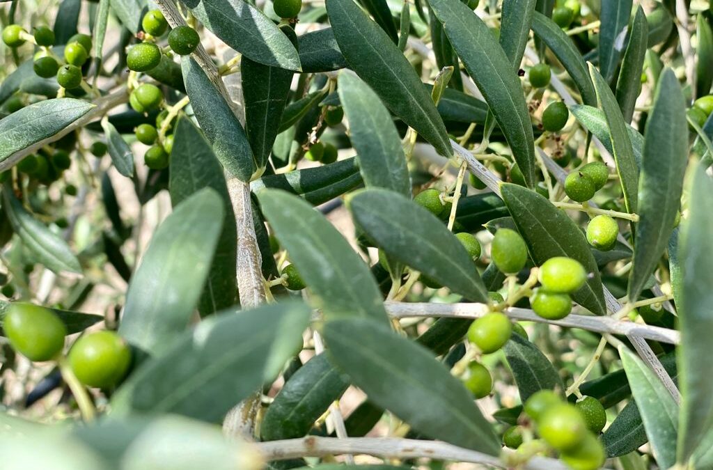 Septiembre es la antesala de la nueva temporada de aceite de oliva virgen extra