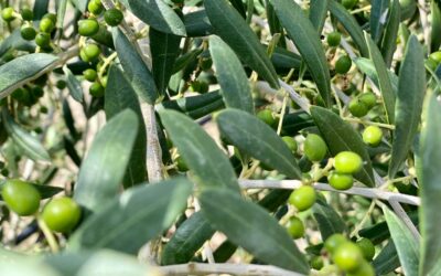 Septiembre es la antesala de la nueva temporada de aceite de oliva virgen extra