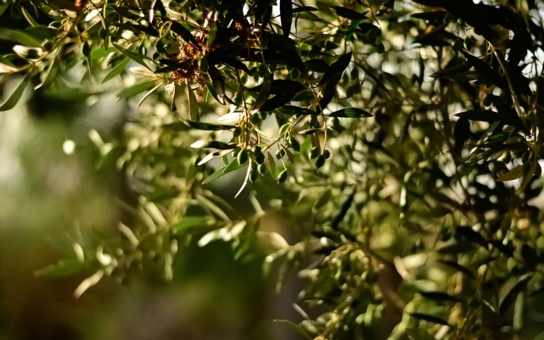 El clima de Almería, una influencia positiva para un gran aceite de oliva virgen extra