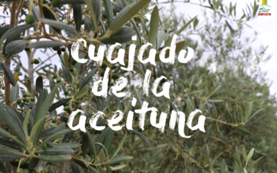 Cuajado de la aceituna, una explosión de vida en el ciclo integral