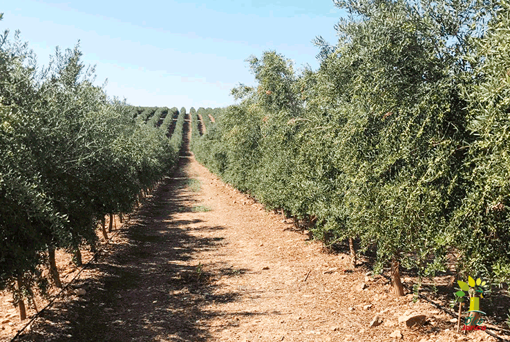Comienza la nueva campaña del aceite de oliva virgen extra Óleo Jarico