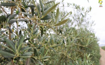 El olivo, la razón de ser de Óleo Jarico