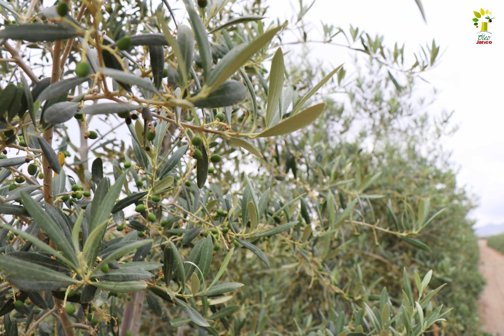El olivo, la razón de ser de Óleo Jarico