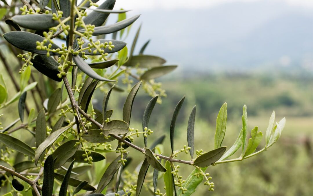 Cuidar el olivar todo el año para conseguir el mejor aceite de oliva virgen extra