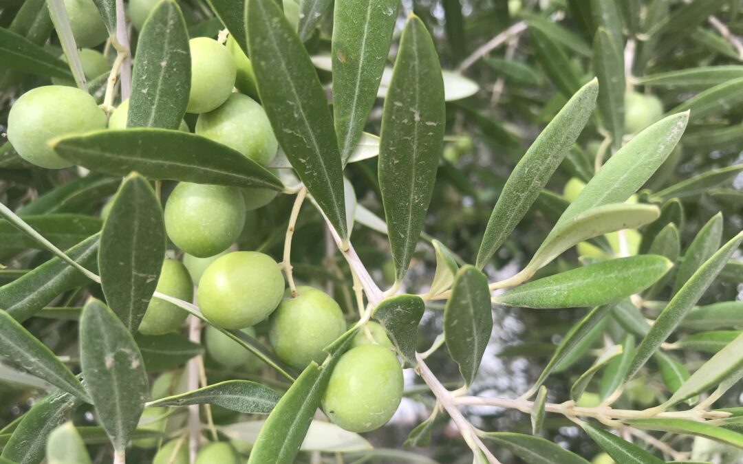 La nueva campaña de aceite de oliva llega con excelentes perspectivas